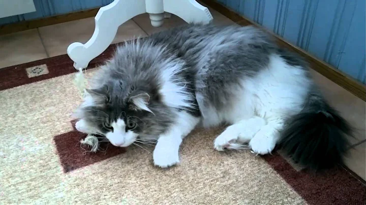 Video 1046111: white norwegian forest cat, cat fight, white male cat, cat white blue, cat old