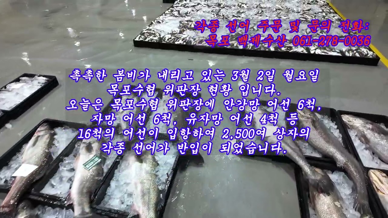 2026년 3월 2일 월요일, 5물때.  백제수산 당일 판매 생선 소개 및 목포수협 위판장 현황!