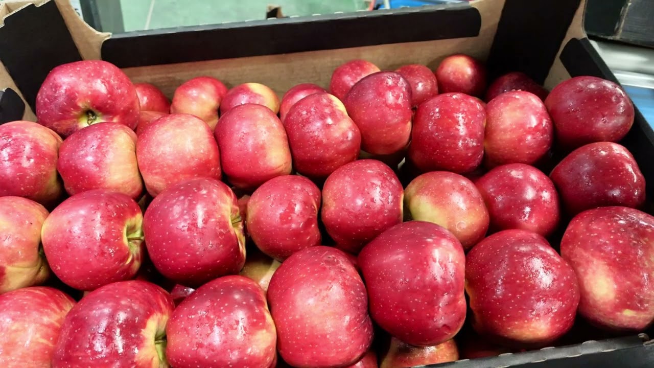 O czym śni @Jacek_Maliszewski ? Alwa-wybarwienie. #sadownictwo 