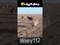 جمال الريف اكسبلور Funny ضحك