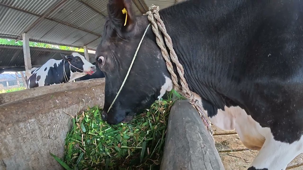 जलवायु मैत्री पशुपालन