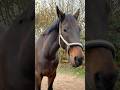 Spazieren dem Bauernhof🥰🪴 #horse #pferde #nature #forest #travel #reisen