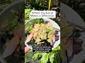Change up where you eat at for better energy, digestion & metabolism health.