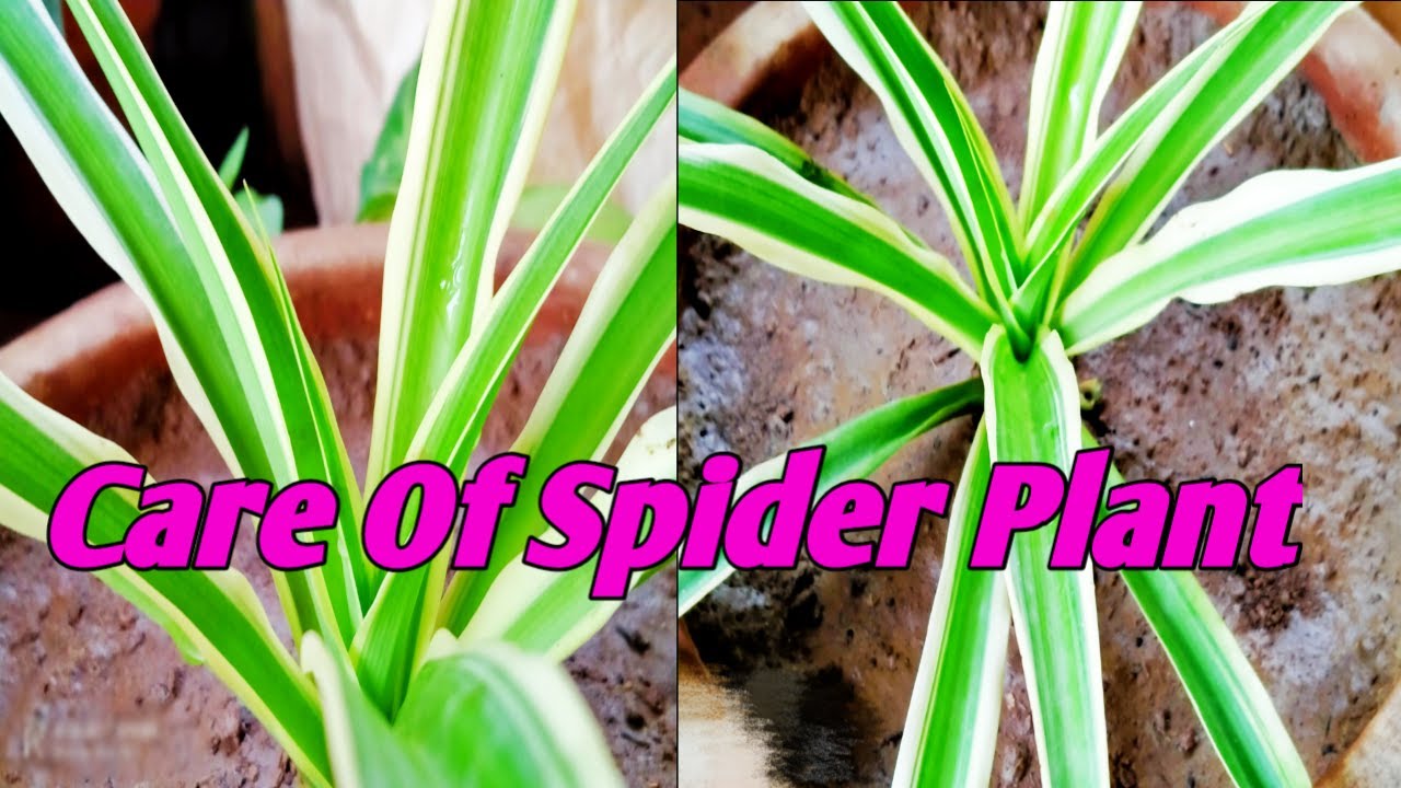 Care Of Spider Plant How To Transplant Spider Plant