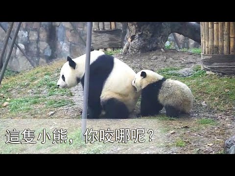 《熊貓早晚安》這位小熊友，你咬哪呢？| iPanda