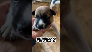 Puppies 2