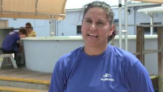 SeaWorld Receives Three Manatees for Critical Care
