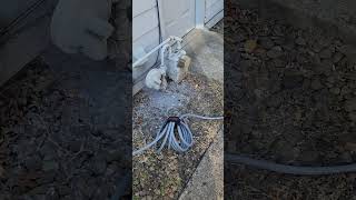 predator 13000 generator on natural gas