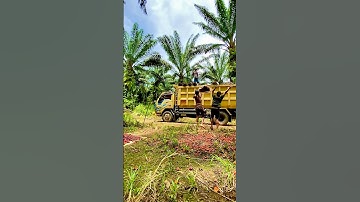 Muat brondolan sawit sampai teler | hampir gak bisa lempar karena sudah lelah #shorts