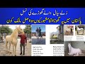 Zulla sial wala nukra horse blood line  pakistans most famous stallion and his progeny 