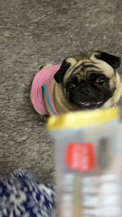 #cutebaby #deddycorbuzier #petcomedy