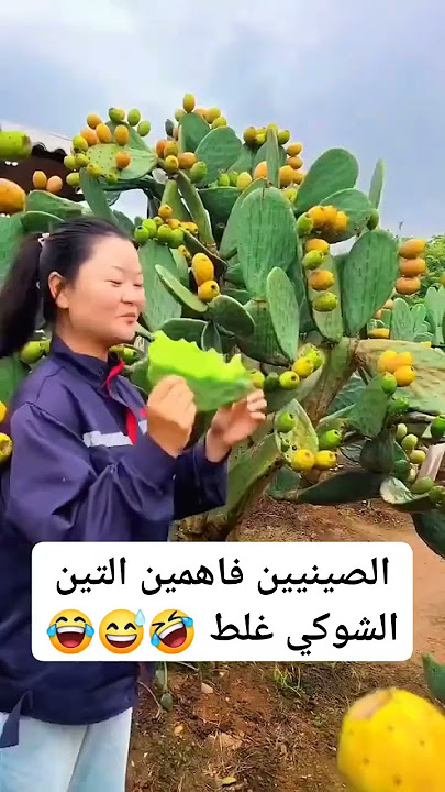 مش هتصدق الصينيين بياكلوا التين الشوكي ازاى 🙄 شوف بنفسك