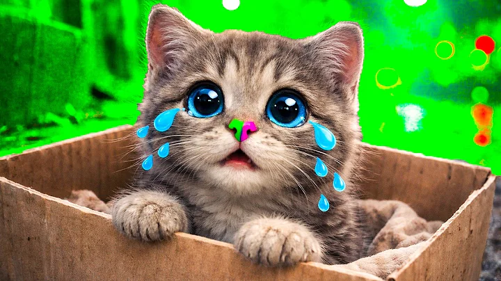 My cute playful little kitten adventure Meow (Long Special) - Best educational cartoon video