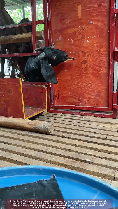 Goat Intelligence: Using Teeth & Horns to Unlatch a Gate
