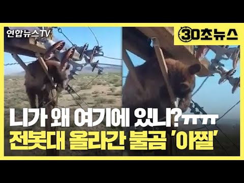 [30초뉴스] 뭘 보려고 그 위에…전봇대 올라간 <strong>불곰</strong> &amp;#39;아찔&amp;#39; / 연합뉴스TV (YonhapnewsTV)