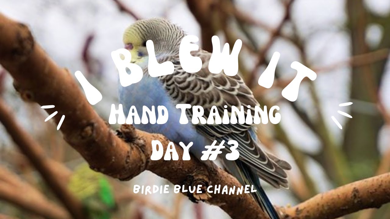 Budgie Training To Eat From My Hand #3 - YouTube