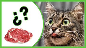 ¿Pueden los gatos comer carne de taco?
