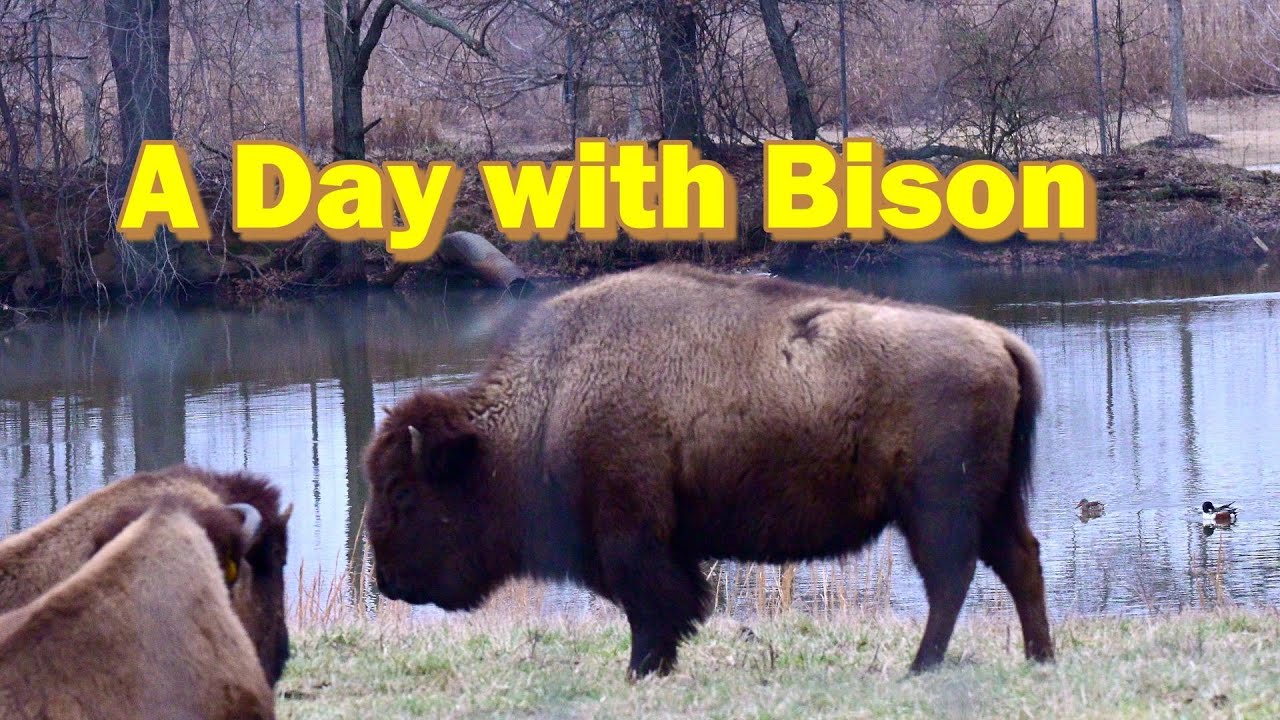 Bison at Shelby Farms Park
