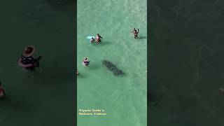 A manatee trying to make its way through a crowd of people at the beach near St Pete Beach, Florida