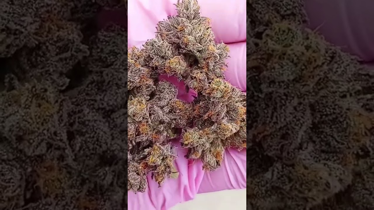 Test video to see how it looks connoisseur cannabis Oklahoma