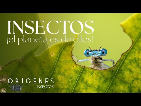 Documentary: Why do insects dominate the planet? | Little Giants – Ep. 1 | ORIGINS