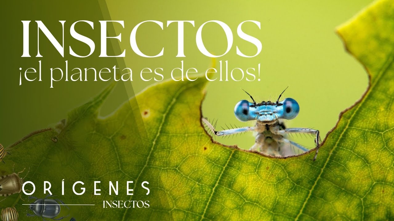 Documental: ¿Por qué los insectos dominan el planeta? | Pequeños Gigantes – Ep. 1 | ORÍGENES
