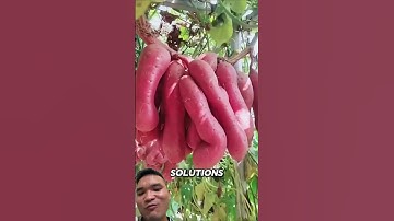 Trồng Khoai Lang Trên Giàn Siêu Củ #gardening