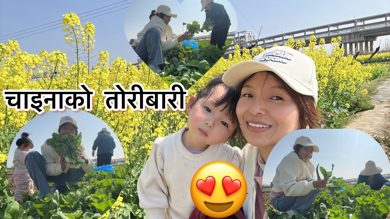 चाइनामा तरकारी ब्यबसाय सासुबुहारी साग टिप्दै आज खेततीर । Vegetable business in China.