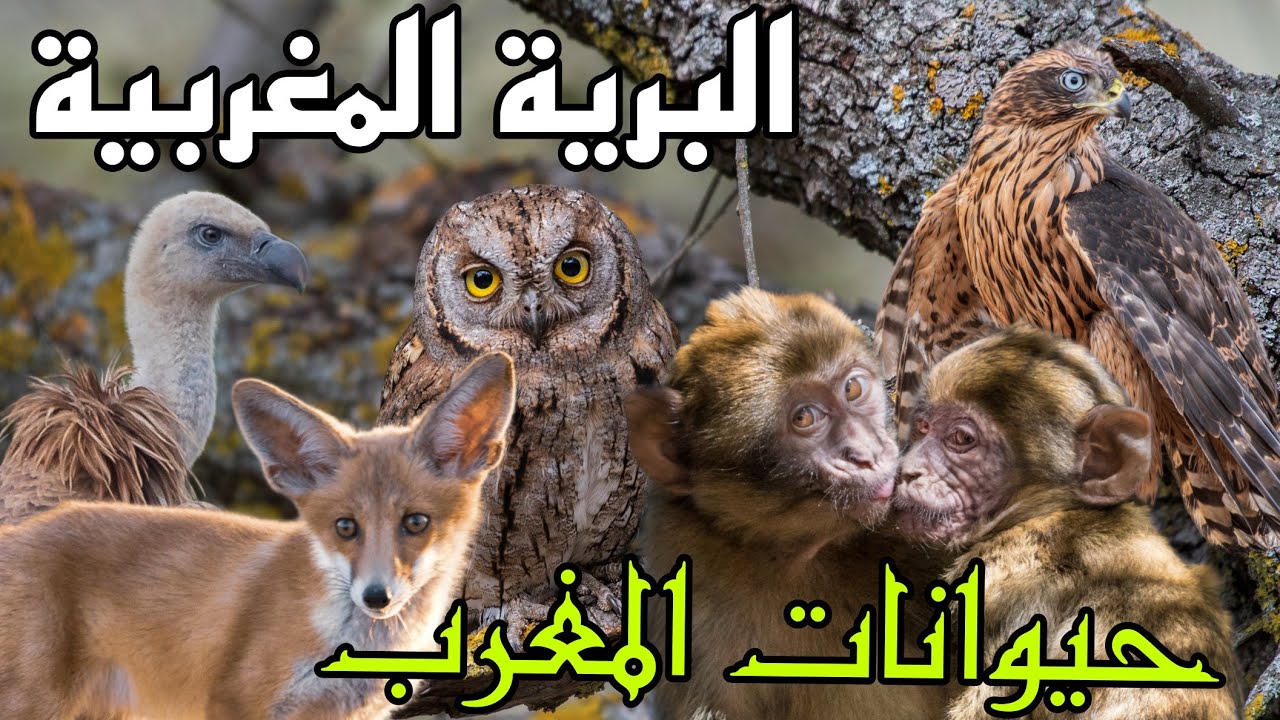 حيوانات المغرب Morocco animals