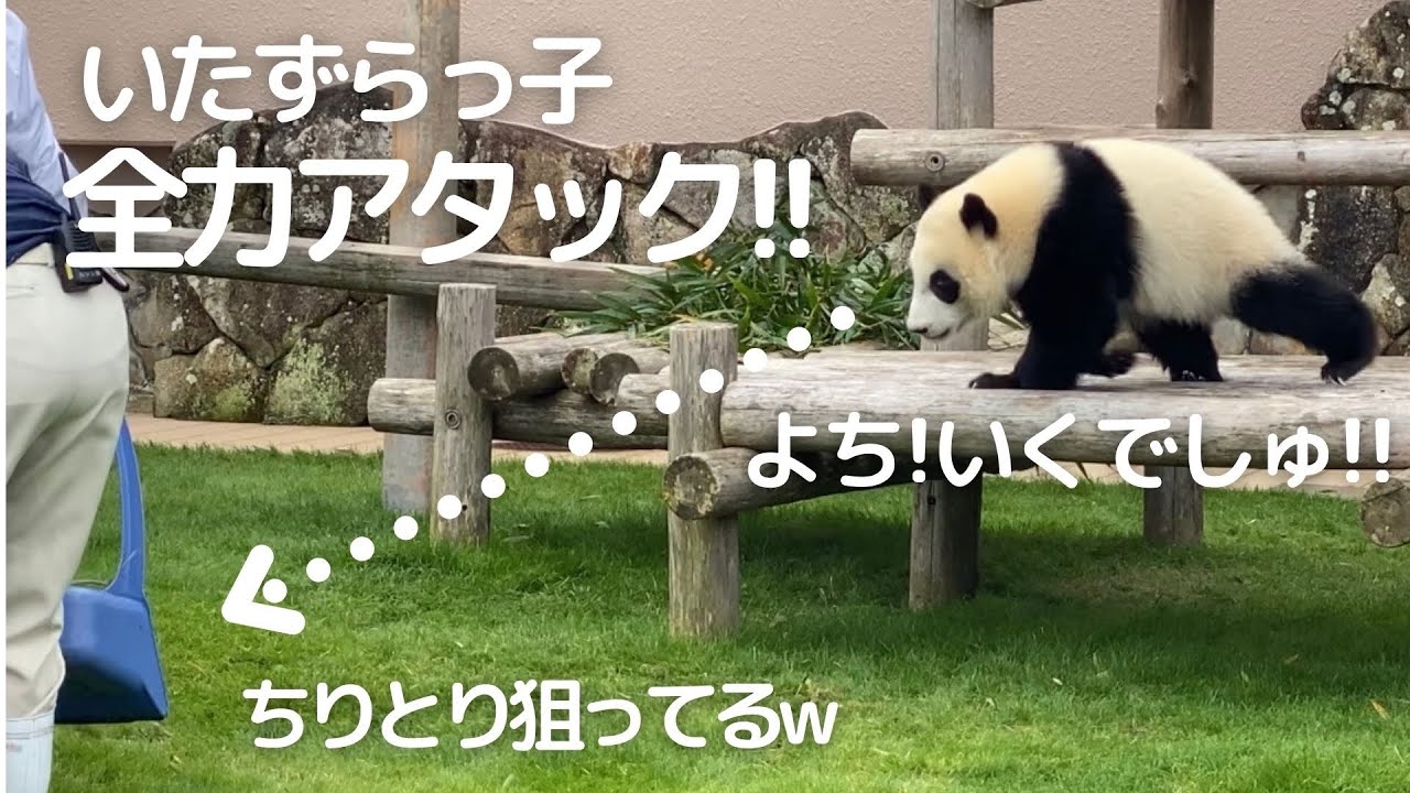 落ちる→転がる→見つかる→逃げる😂いたずらが面白すぎるwお掃除タイムの子パンダ楓浜🍁