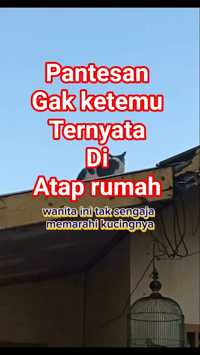 pantesan gak ketemu ternyata di atap rumah #cat #kucing #cats #hewanpeliharaan #funny