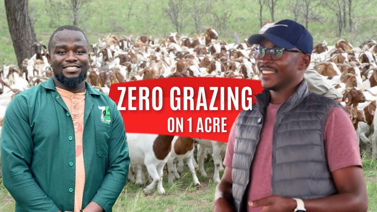 ONE ACRE Goat Farm Setup | ZERO GRAZING Success Story Worth Millions 