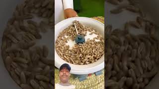 People in the Dubai make coffee from palm kernels #shortvideo #short