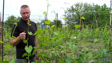 Виноград Прищипывание побегов