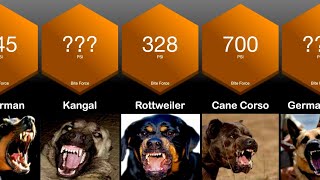 Dog Bite Force Comparison | Strongest Bite Force of Dogs