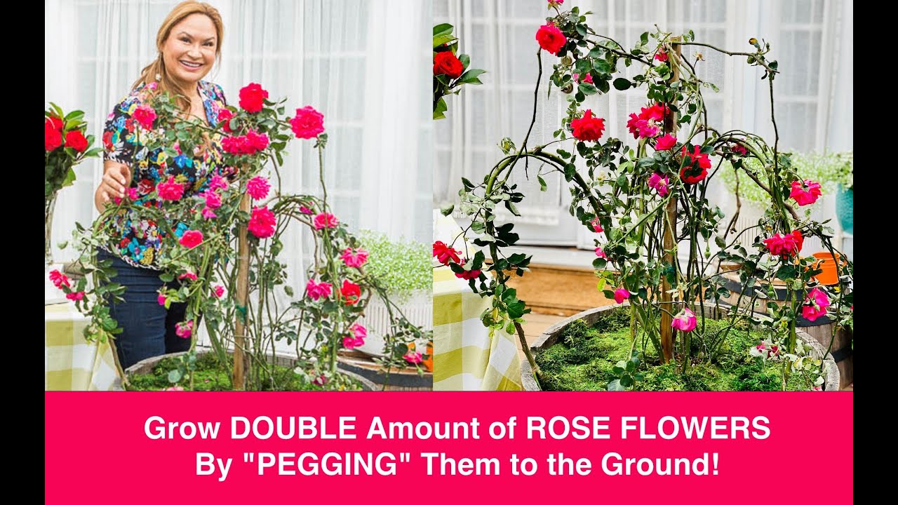 🌹Bend Climbing Roses to the Ground & TRIPLE the # of 🌹ROSE FLOWERS ...