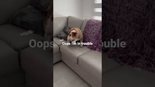 Macks On The Couch
