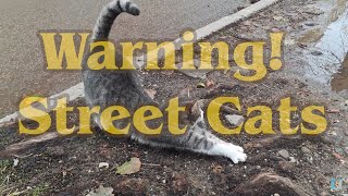 Cardash Cat Stretching on the Street. 🐈🎥😻 by Exciting Cats 27 views 5 days ago 1 minute, 7 seconds