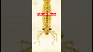 From underwater predator to aerial master — Dragonfly Life Cycle