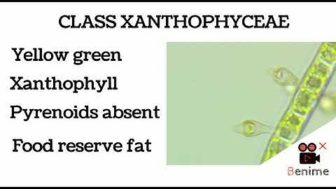 CLASS XANTHOPHYCEAE _YELLOW GREEN ALGAE
