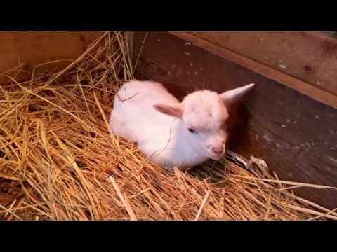 もくもく村の元気な動物たち