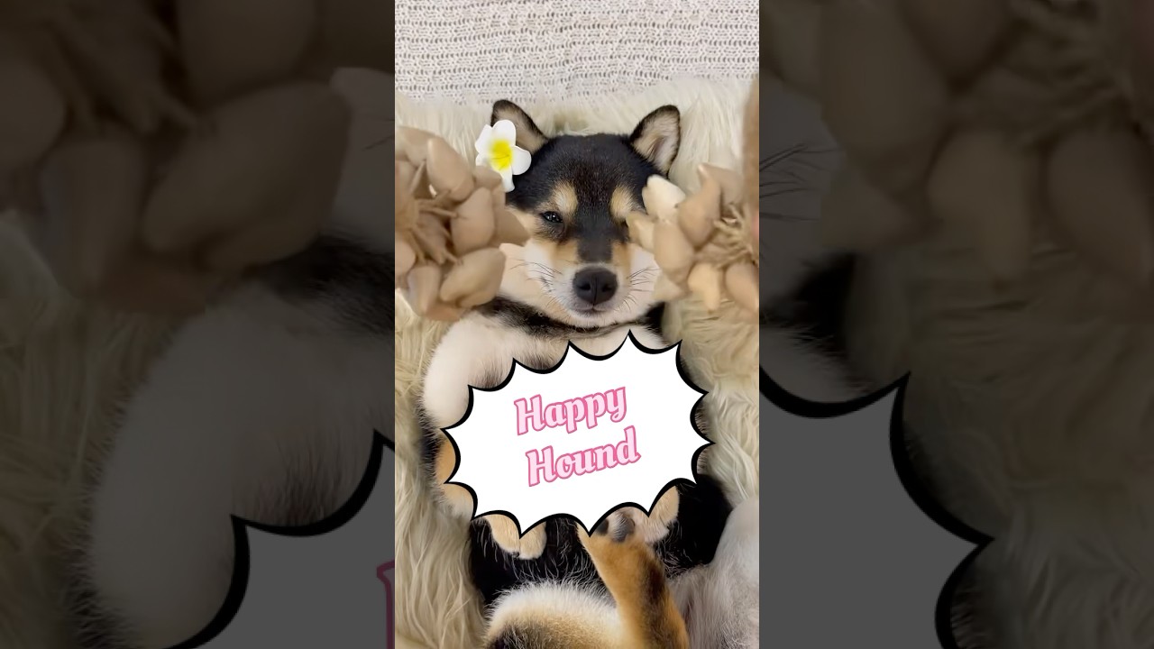 Pampered Pup Bliss | Relaxing Dog Spa, Massage & ASMR Grooming Sounds 