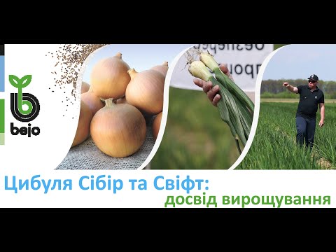 Підзимня цибуля Сібір та Свіфт від Бейо