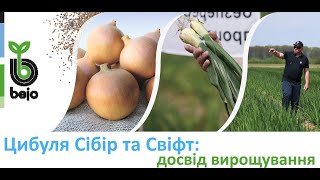 Підзимня цибуля Сібір та Свіфт від Бейо