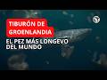 El Tiburón más Longevo y Misterioso del Mundo