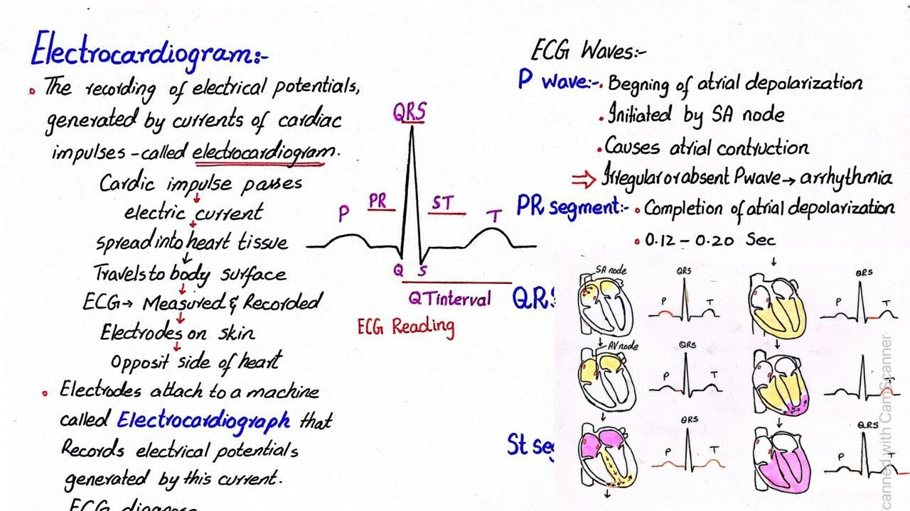 Electrocardiogram | class 11 - YouTube