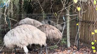 EMU male grunt/ nest building- female drumming