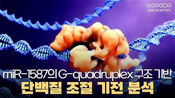 [연구 소개] miR-1587의 G-quadruplex 구조 기반 단백질 조절 기전 분석