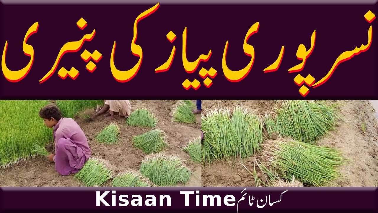 Nasar puri Pyaz ki paneeri پیازن کی پنیریPyaz ki kasht in pakistan onion farming kisan timeکسان ٹائم