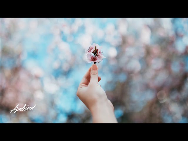 Borrtex - Memoir of Solitude